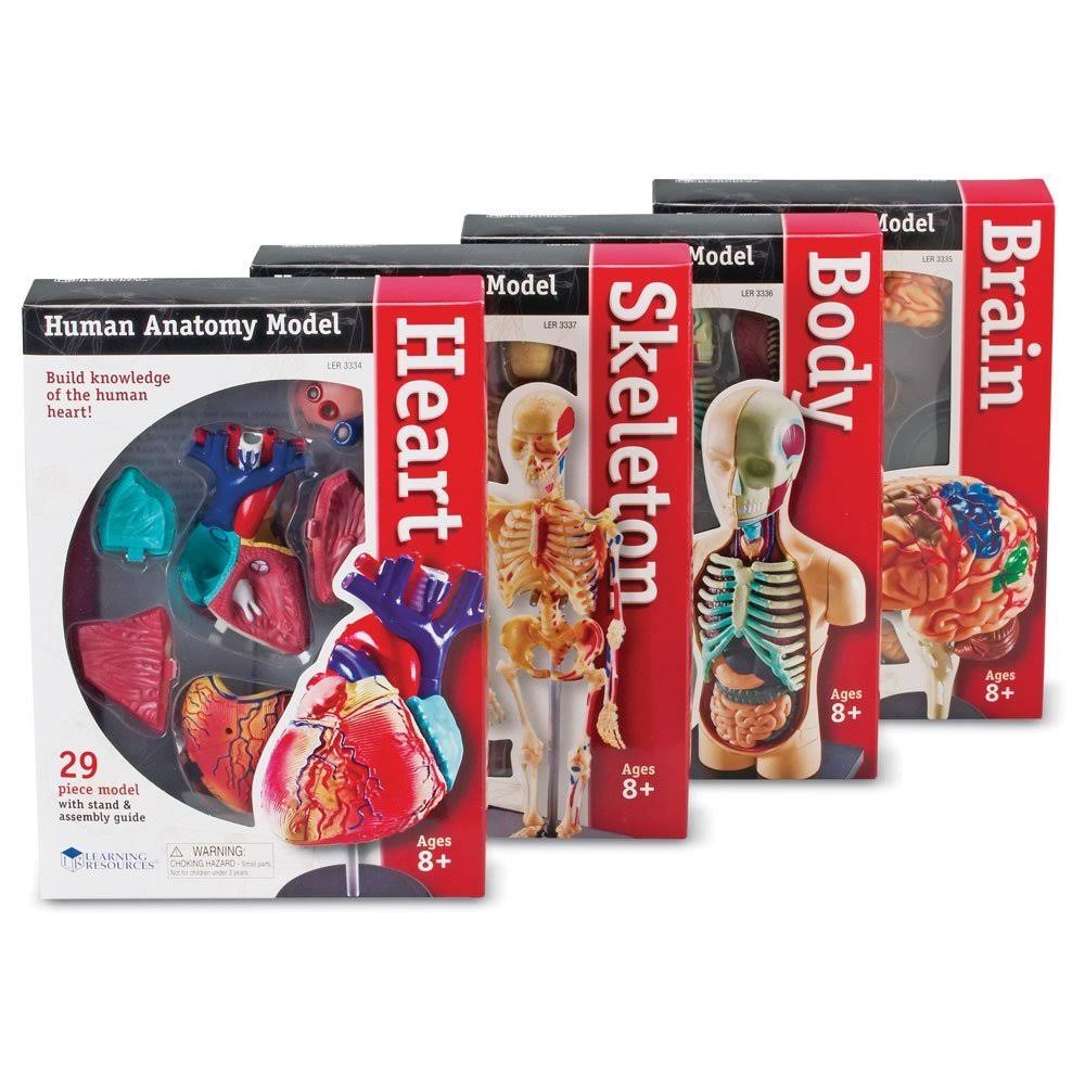 Anatomy Models Bundle Set Z5875
