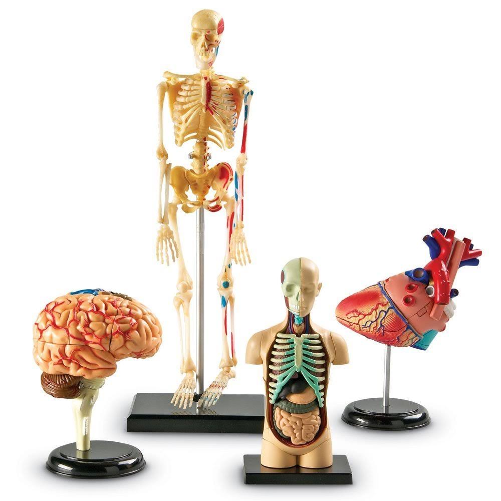 Anatomy Models Bundle Set Z5875