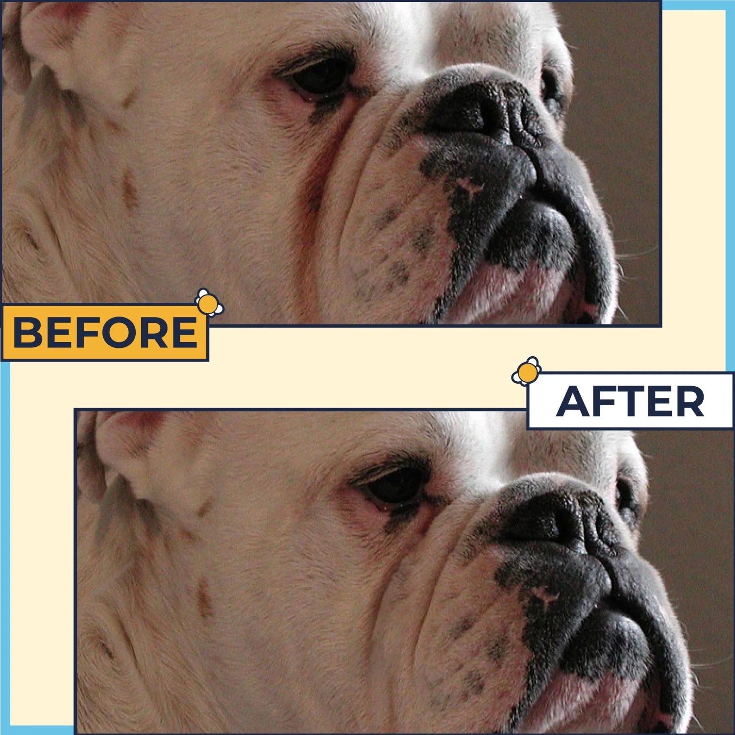 2 Oz Wrinkle Cream and 50 Wrinkle Wipes for Bulldogs F950